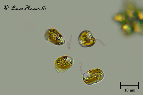 assembramento di flagellati  -  ( Chromulina sp. )